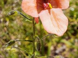 Diascia patens, another flower colour